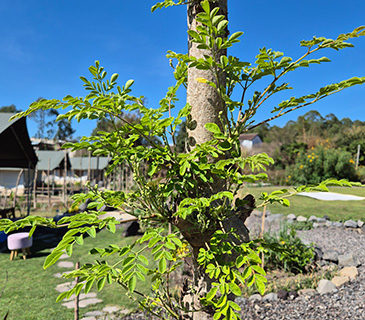 Desa air kintamani bali